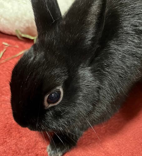 赤いクッションの上で休む黒いうさぎ
